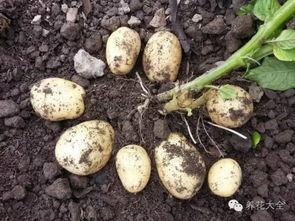 没有钱1在线观看土豆,揭秘贫困生活背后的感人故事